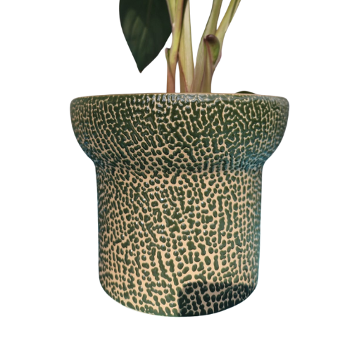 Bloemen/planten pot Africa mini green