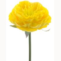 Ranunculus pick Hawaii yellow 25cm
