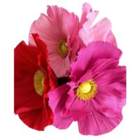 Mega klaprozen set 4st