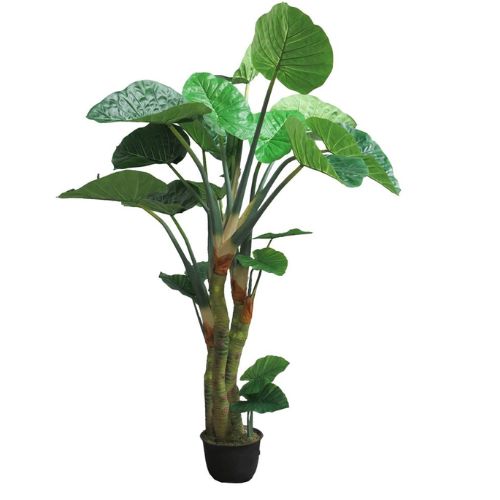 Colocasia Esculenta green 240cm