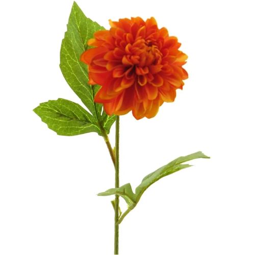 Dahlia George spray orange 50cm