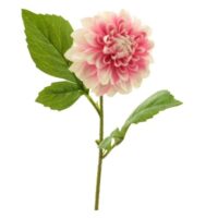 Dahlia George spray pink 50cm
