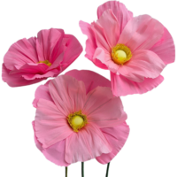 Mega bloemen set roze