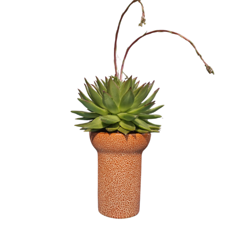 Bloemen/planten pot Africa orange Incl. plant